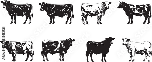 vector graphic collection set of cows side profile black and illustrations