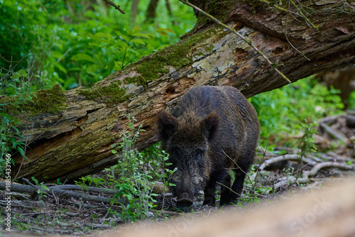 Wild boar ,, sus scrofa,, in its natural environment, Danubian forest, Slovakia