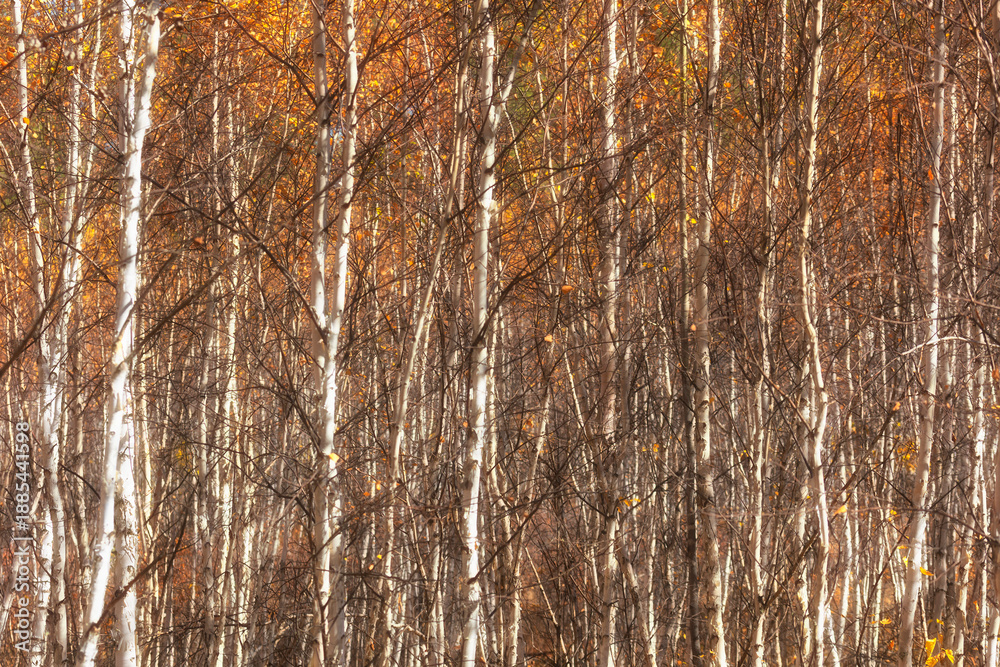 Obraz premium Autumn landscape with birches on a sunny day