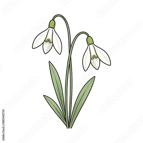 Snowdrop flowers blooming in a floral illustration