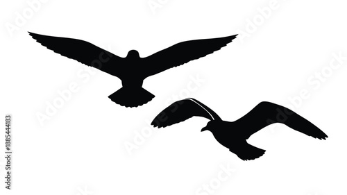 Two birds in flight wings spread black form against white background silhouette