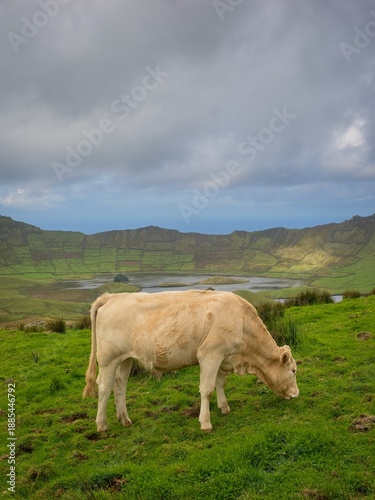 A cow grazing in a pasture in the crater of an extinct volcano, Corvo Island, Azores.