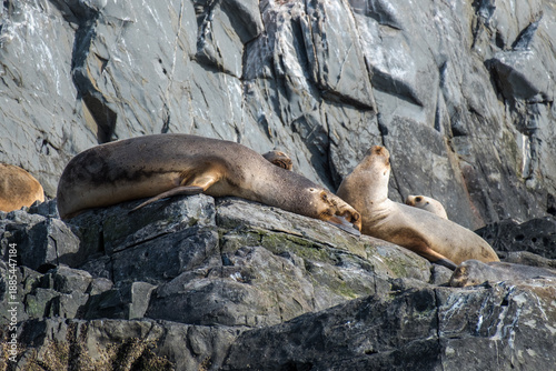 Big sea lion resting, cosy together with other sea lions on a rock in the Beagle Channel, Ushuaia, Argentina