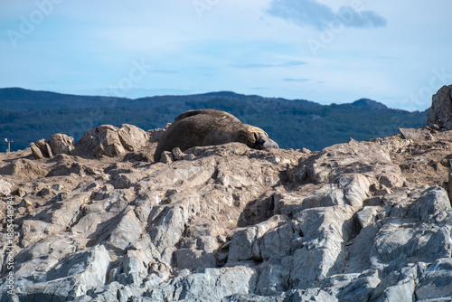 Massive southern elephant seal sleeping on the rocks at an island in the Beagle Channel near Ushuaia, Argentina