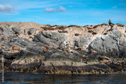 Many southern sea lions on a rock island in the Beagle Channel near Ushuaia, Tierra del Fuego, Argentina