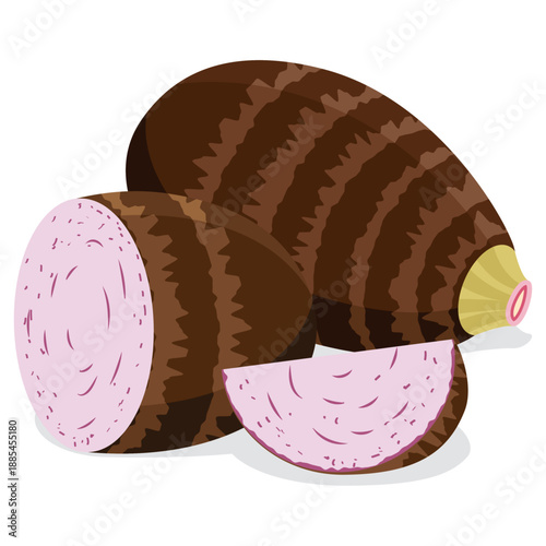 taro root, root vegetable vector.