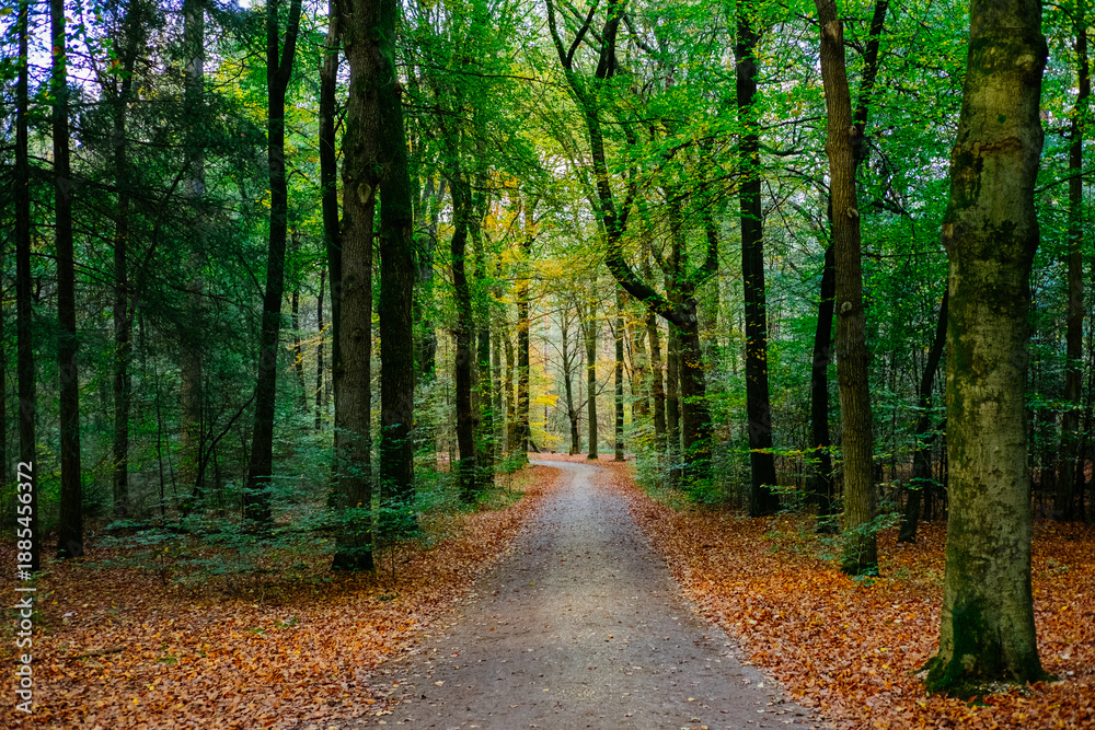 Obraz premium Sunlit autumn forest path lined with tall trees and colorful fallen leaves