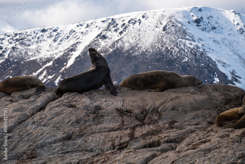 Upright Patagonian sea lion on a rock with a landscape of snow covered mountains near Ushuaia, Argentina