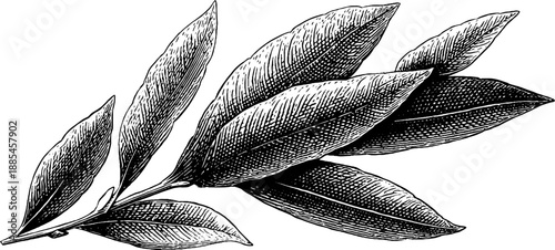 Vintage botanical engraving of bay leaf venation detail from 19th century