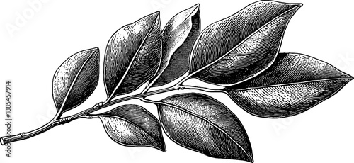 Detailed bay leaf venation in vintage botanical engraving from 19th century