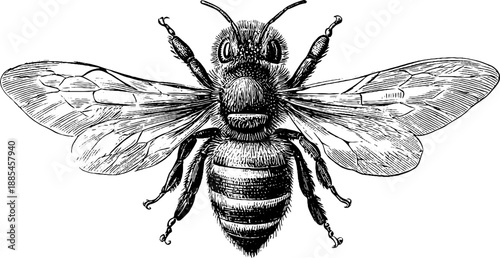 Vintage botanical bee illustration - hand drawn insect engraving for nature design