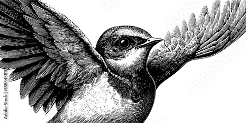 Vintage botanical bird anatomy illustration for educational reference and design