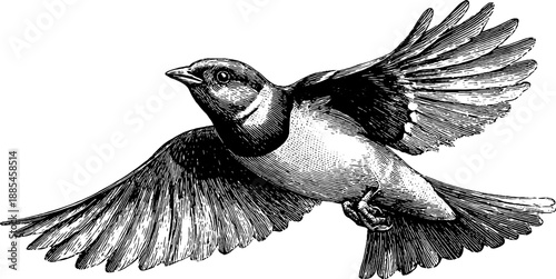 Vintage bird shoulder girdle anatomy engraving - 19th century botanical study