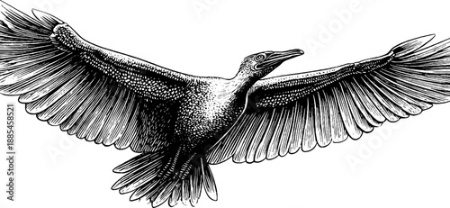 Vintage bird wing anatomy illustration — evolutionary study in detailed botanical engraving