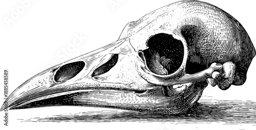 Vintage bird skull anatomy illustration for botanical study and artistic design