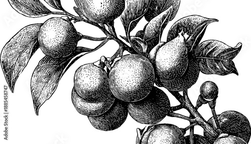 Vintage engraved botanical illustration of chickpea plant for design and decor