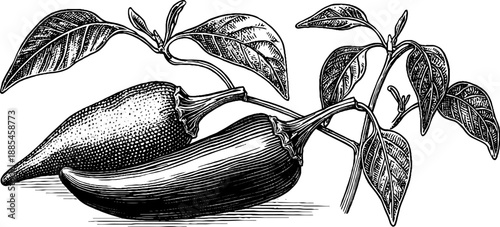Vintage botanical chili pepper plant engraving for design and decoration