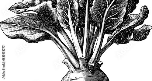 Chicory root botanical medicine: vintage hand-drawn illustration for herbal designs