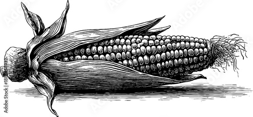 Vintage botanical corn maize cob with husk engraving from 19th century