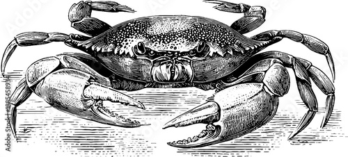 Vintage 19th century botanical engraving of a crab crustacean specimen for retro design