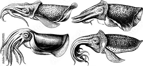 Vintage cuttlefish marine study engraving from 19th century for botanical design