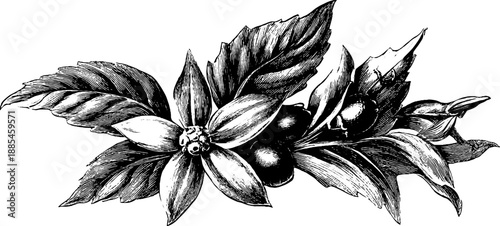 Vintage botanical engraving of experimental apparatus with leaves and fruits for design and art