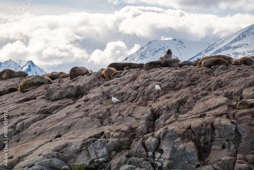 South American sea lions sleeping together on top of a rock, with snow covered mountains behind, Ushuaia, Argentina