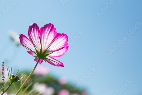 Wallpaper Mural A close-up shot of a bright pink cameo reaching toward the sun against a blue sky. View from below. Torontodigital.ca