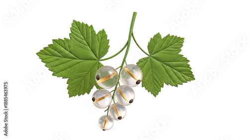 White Currants with Leaves on White Background