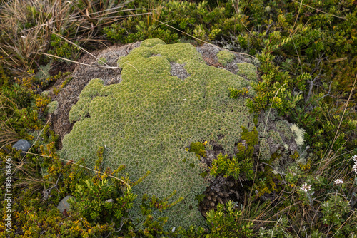 Green moss on a rock at Isla Bridges near Ushuaia, Argentina