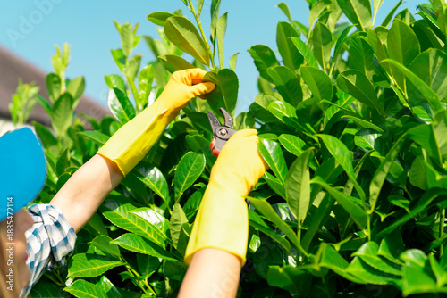 Gardener trims green leaves from a shrub on a sunny day in the backyard