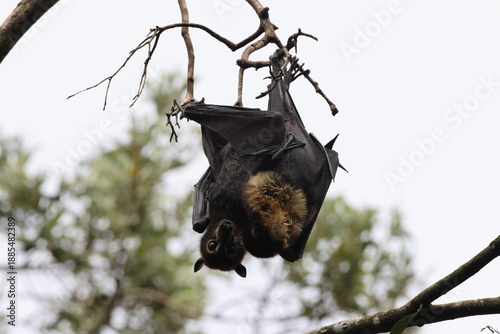 Schilderij op canvas spectacled flying fox (Pteropus conspicillatus) Queensland, Australia