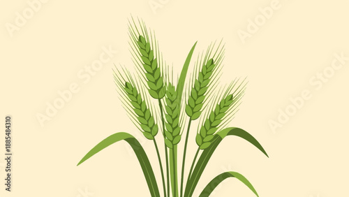 Bunch of green wheat stalks with leaves against a plain background