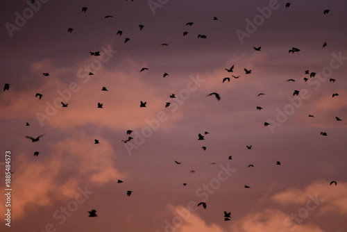 Schilderij op canvas spectacled flying fox (Pteropus conspicillatus) in the evening over the Daintree