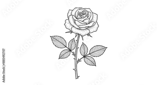 Delicate black and white line art illustration of a single blooming rose flower on a thorny stem with three leaves on a white background.