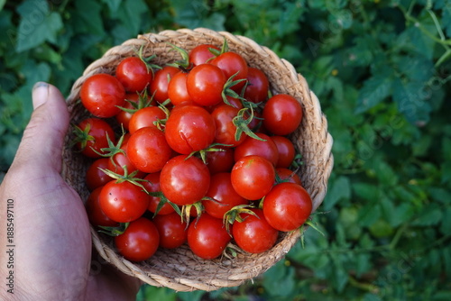 Hand holding basket of fresh cherry tomatoes