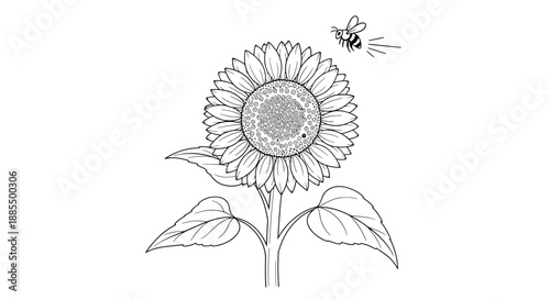 Detailed Line Drawing of Sunflower and Bee.