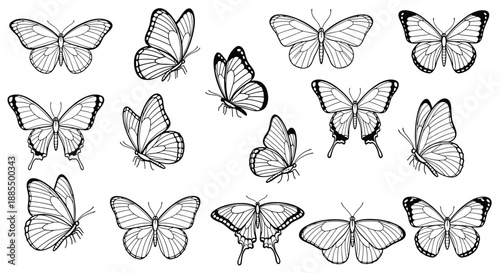 Artistic collection of various butterfly species shown in different flying and resting positions as black sketches.