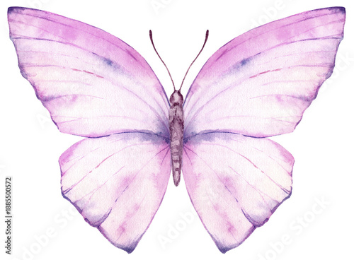 Vibrant hand painted watercolor butterfly illustration. Design for the decora...