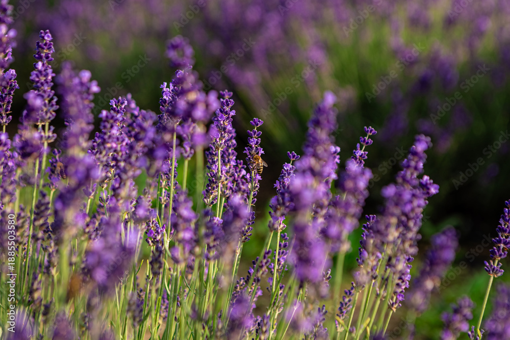 Fototapeta premium Honey bees collecting nectar and pollen from vibrant lavender flowers in a sunny field, enhancing biodiversity and supporting the health of the ecosystem during summer blooms