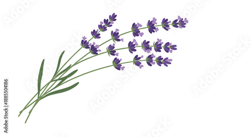 Simple illustration of a bouquet of purple lavender flowers with green stems isolated on a clean white background for botanical concepts.
