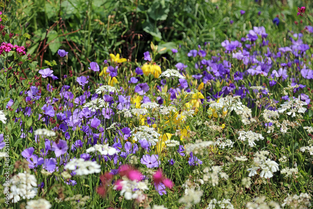 Fototapeta premium Colourful bed of flowers with Bellflowers, White Laceflower and Garden Catchfly, Sussex England 