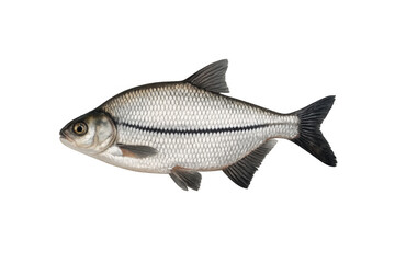 Silver bream freshwater fish with scales, fins, and a tail, swimming in water, isolated object with transparent background