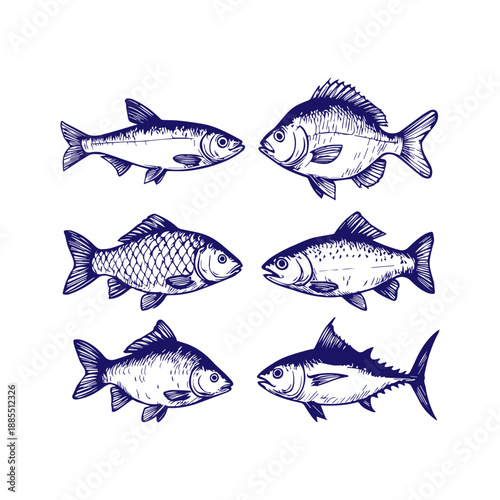 Hand drawn fish collection illustrating seafood and fishing concept