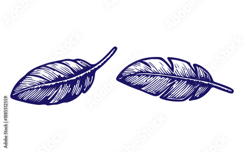 Hand drawn feather engraved illustration on white background