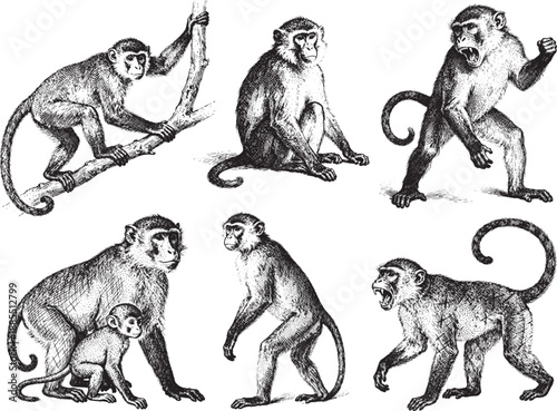 Hand drawn Monkey  illustration line set poses, detailed sketch vintage ink style