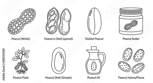Collection of Line Art Illustrations Depicting Various Peanut Products and Stages of Growth