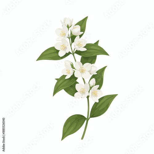 Illustration of a blooming jasmine flower branch with green leaves on a white background