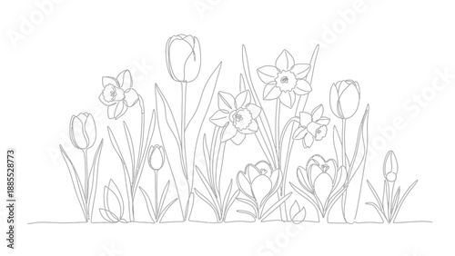 Line Drawing of Tulips and Daffodils.
