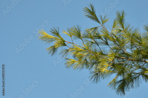 Pinus strobus (Eastern White Pine) tree branches with long green-lime needles against clean blue sky background. Nature, planting christmas trees, growing coniferous plants concept. Free copy space.